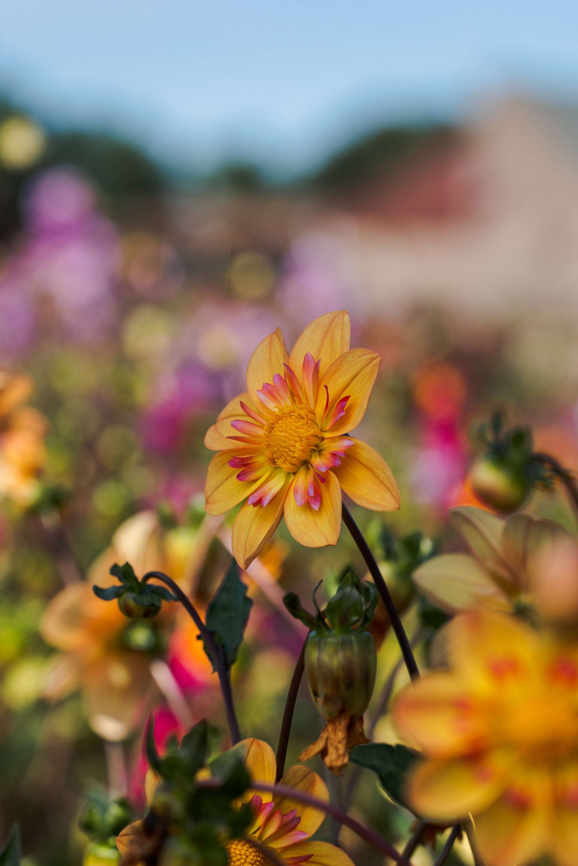 Dahlia 'Kelsey Annie Joy'